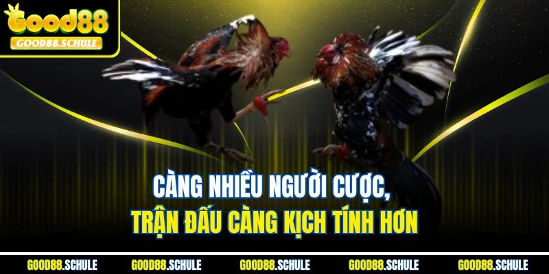 Càng nhiều người cược, trận đấu càng kịch tính hơn