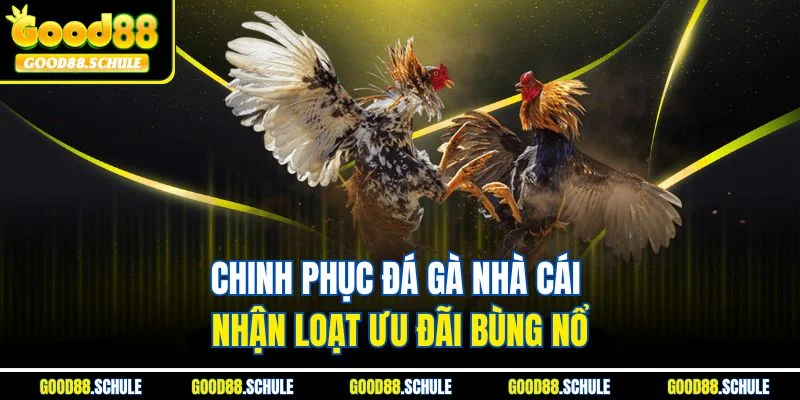 Chinh phục đá gà nhà cái nhận loạt ưu đãi bùng nổ
