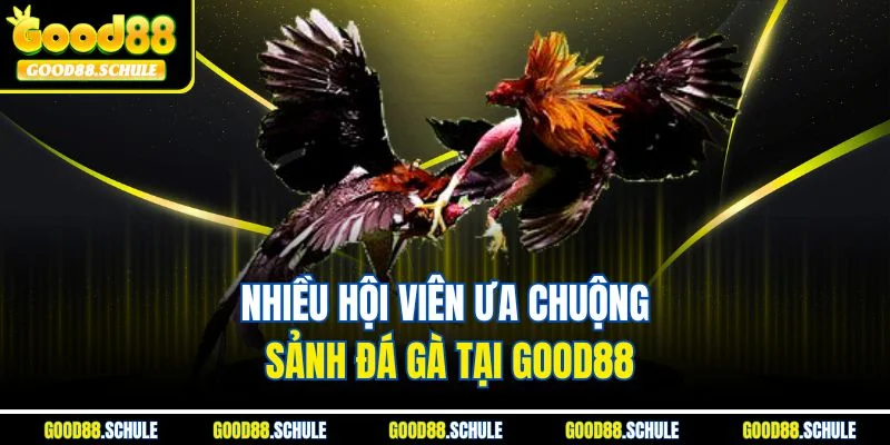 Nhiều hội viên ưa chuộng sảnh đá gà tại Good88