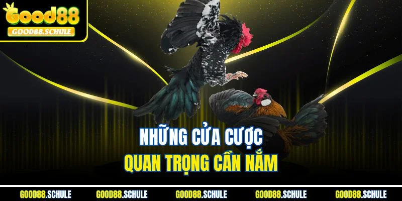 Những cửa cược quan trọng cần nắm 